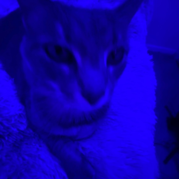 mattieklol37